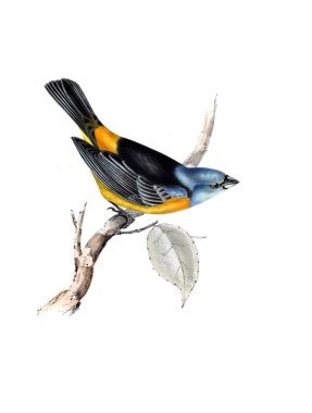 Kuş Illustration. Eski resim