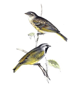 Kuş Illustration. Eski resim