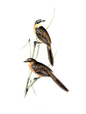 Kuş Illustration. Eski resim