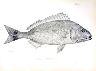 Balık Illustration. Eski resim