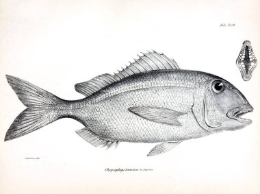 Balık Illustration. Eski resim