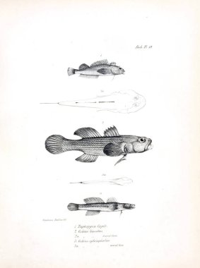 Balık Illustration. Eski resim