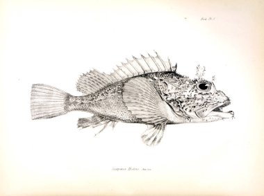 Balık Illustration. Eski resim