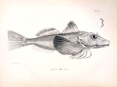 Balık Illustration. Eski resim
