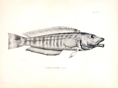 Balık Illustration. Eski resim