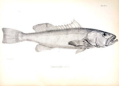 Balık Illustration. Eski resim