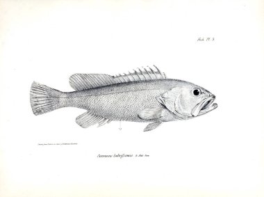 Balık Illustration. Eski resim