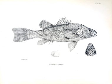 Balık Illustration. Eski resim