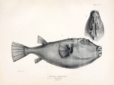 Balık Illustration. Eski resim