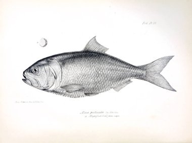 Balık Illustration. Eski resim