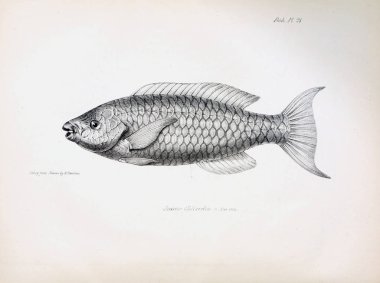 Balık Illustration. Eski resim
