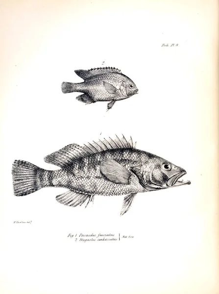 Illustration Poissons Ancienne Image — Photo