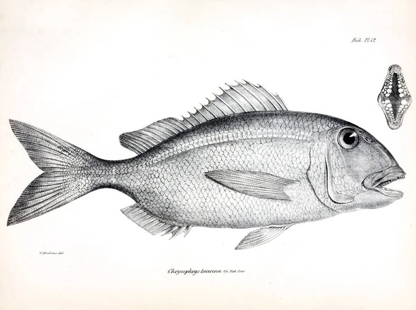 Иллюстрация Рыбы Старое Изображение — стоковое фото