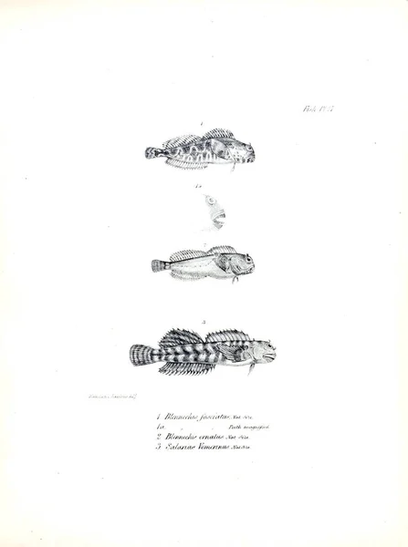 Illustration Poissons Ancienne Image — Photo