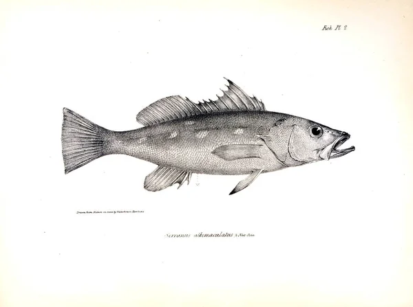 Illustration Poissons Ancienne Image — Photo