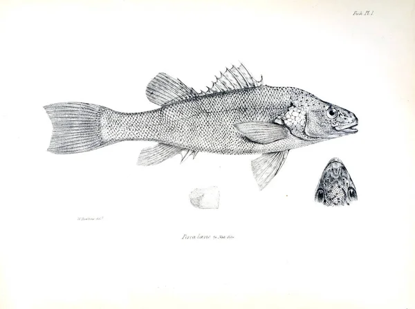 Illustration Poissons Ancienne Image — Photo