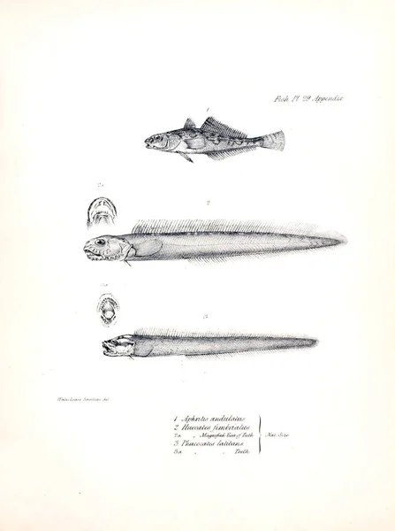 Balık Illustration Eski Resim — Stok fotoğraf