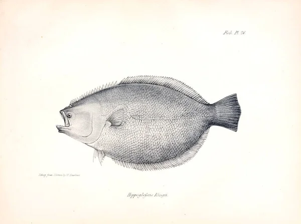 Illustration Poissons Ancienne Image — Photo