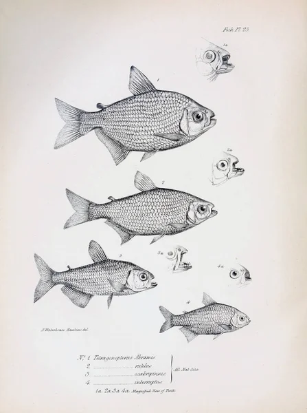 Illustration Fisk Gamla Bilden — Stockfoto