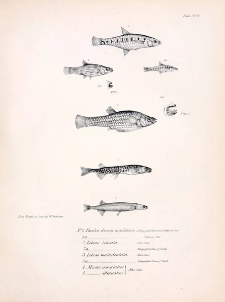 Illustration Poissons Ancienne Image — Photo