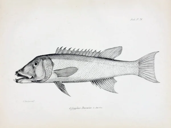 Illustration Von Fischen Altes Bild — Stockfoto