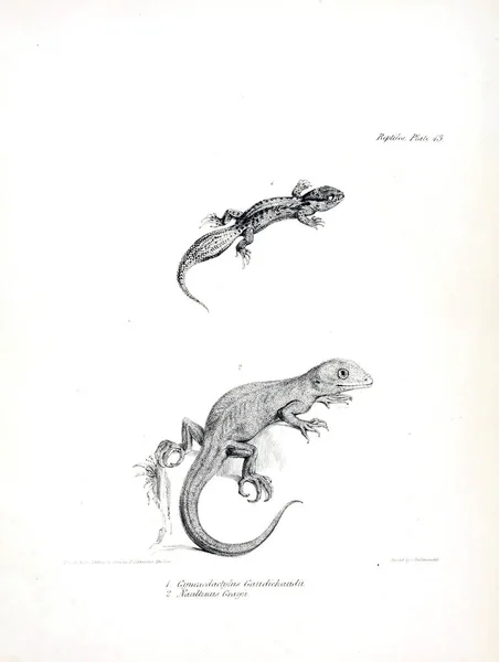 Illustration Lézard — Photo