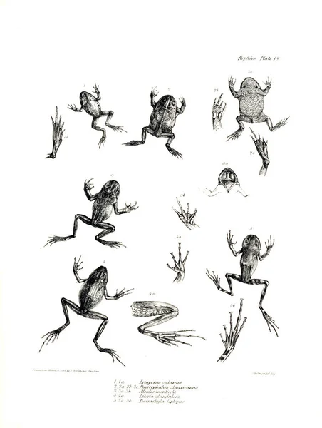 Illustration Une Grenouille — Photo