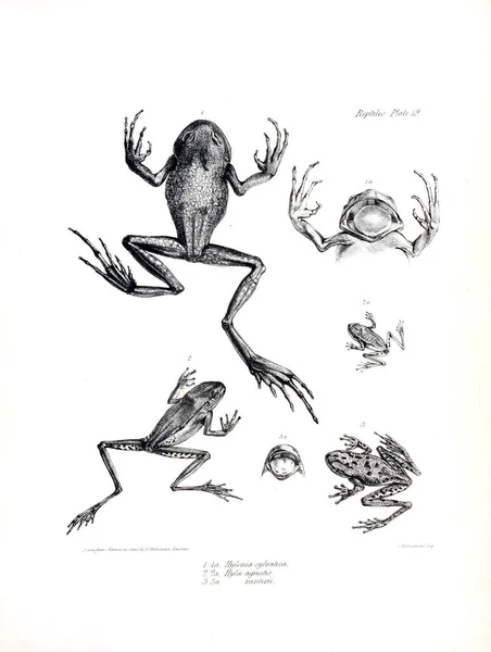 Illustration Une Grenouille — Photo