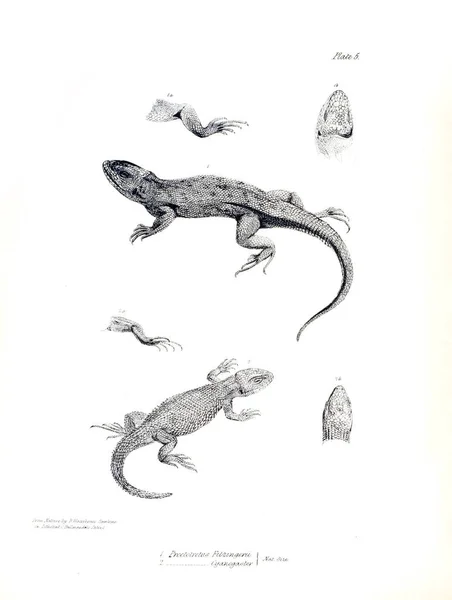 Illustration Lézard — Photo