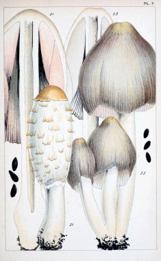 Mantar Illustration. Eski resim