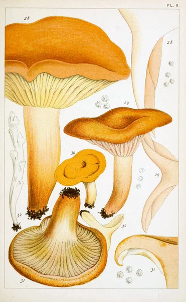 Illustrazione Dei Funghi Vecchia Immagine — Foto Stock