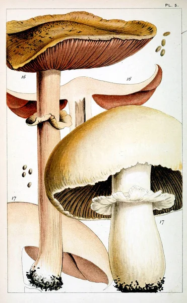 Illustration Champignons Ancienne Image — Photo