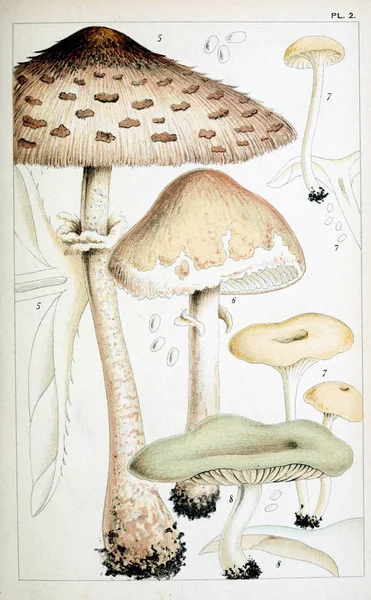 Mantar Illustration. Eski resim