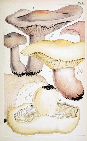 Mantar Illustration. Eski resim