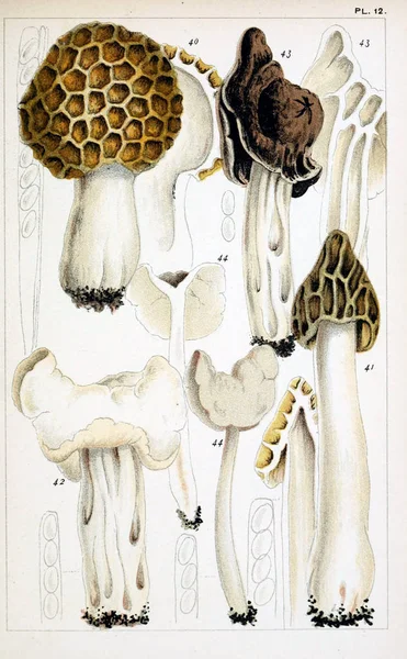 Illustrazione Dei Funghi Vecchia Immagine — Foto Stock