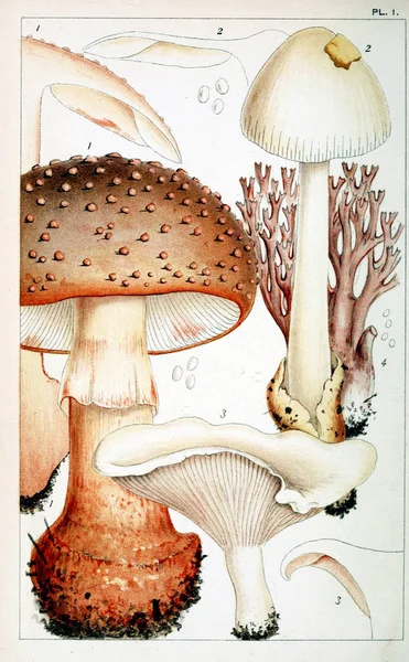 Mantar Illustration. Eski resim