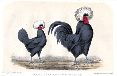 Kuşlar Illustration. Eski resim