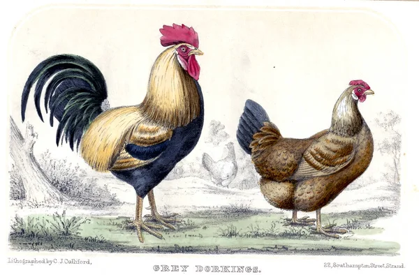 Ilustração Aves Imagem Antiga — Fotografia de Stock