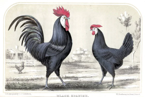 Illustration Oiseaux Ancienne Image — Photo