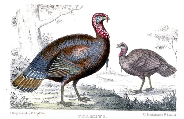 Engrave turkey illustration. Old image