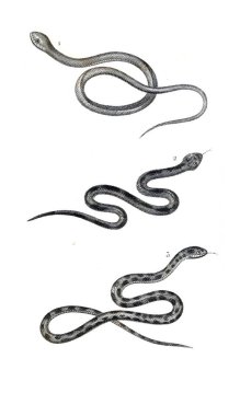 Sürüngen illüstrasyon. Eski resim