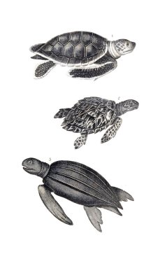 Sürüngen illüstrasyon. Eski resim