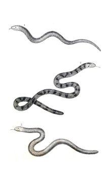 Sürüngen illüstrasyon. Eski resim