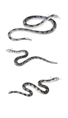 Sürüngen illüstrasyon. Eski resim