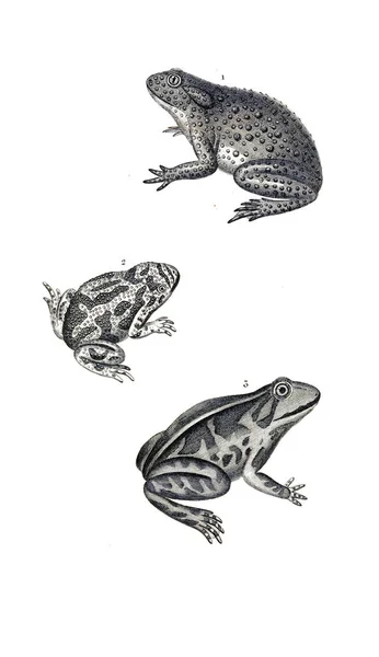 Illustration Reptiles Ancienne Image — Photo