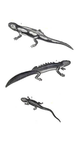 Illustration Reptiles Ancienne Image — Photo