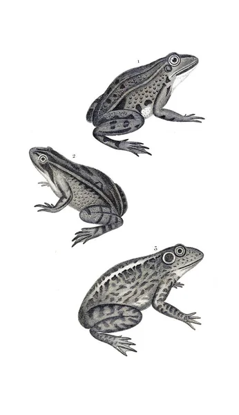 Illustration Reptiles Ancienne Image — Photo