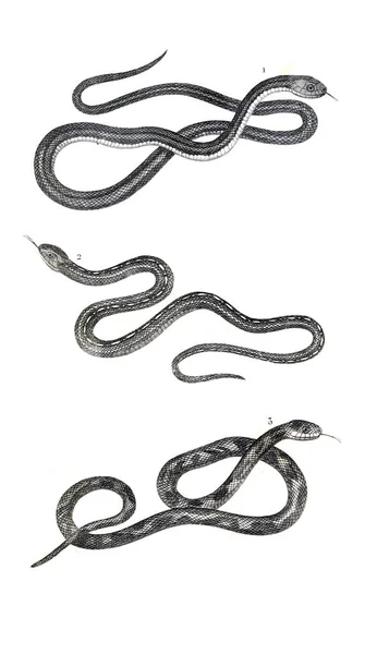 Ilustración Reptiles Imagen Antigua — Foto de Stock