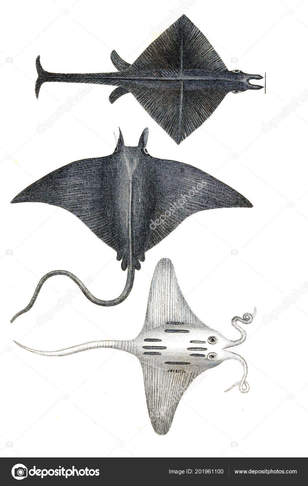 Mantarraya dibujos animados fotos de stock, imágenes de Mantarraya dibujos animados sin royalties | Depositphotos Mantarraya dibujos animados fotos de stock, imágenes de Mantarraya dibujos animados sin royalties | Depositphotos