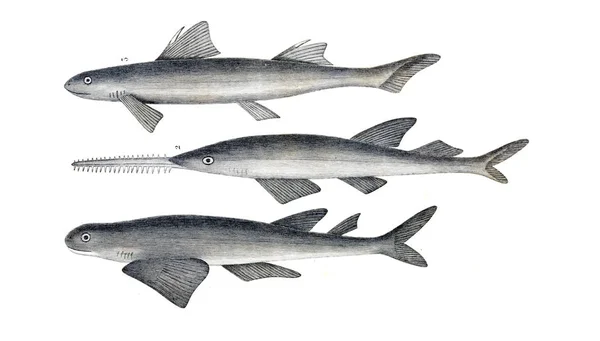Illustration Requin Ancienne Image — Photo